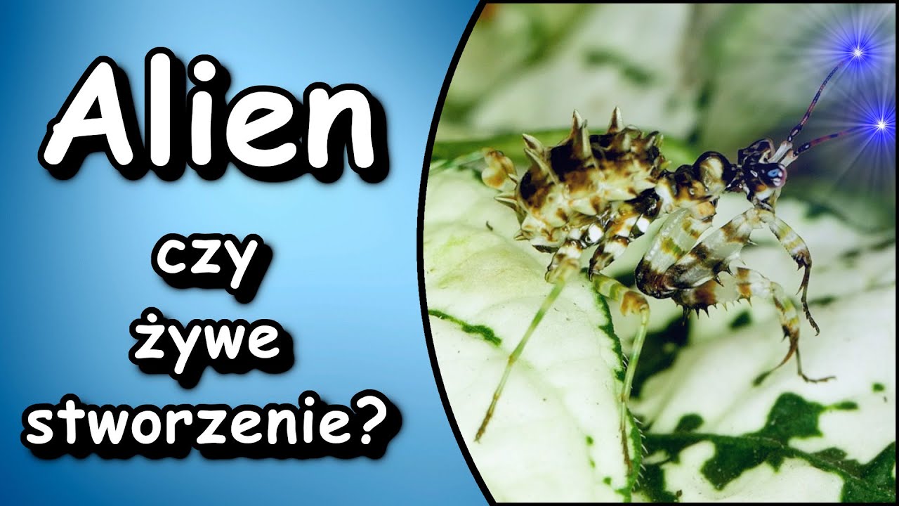 ❗Nowa seria❗ Pani Dj-owa vs przybysze z kosmosu 👽Stworzenia nie z tej ziemi🚀😂😂😂😂😂😂😂😂😂😂😂😂😂😂😂😂😂😂😂😂😂😂😂😂
