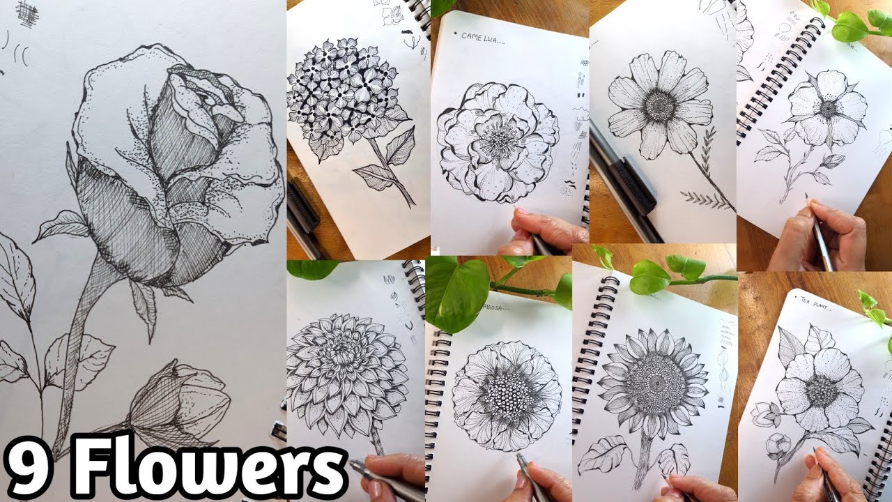 Draw 9 Flowers|| ROSE, SUNFLOWER, COSMOS, DAHLIA, HYDRANGEA, TEA PLANT, DOGROSE, CAMELLIA, SCABIOSA