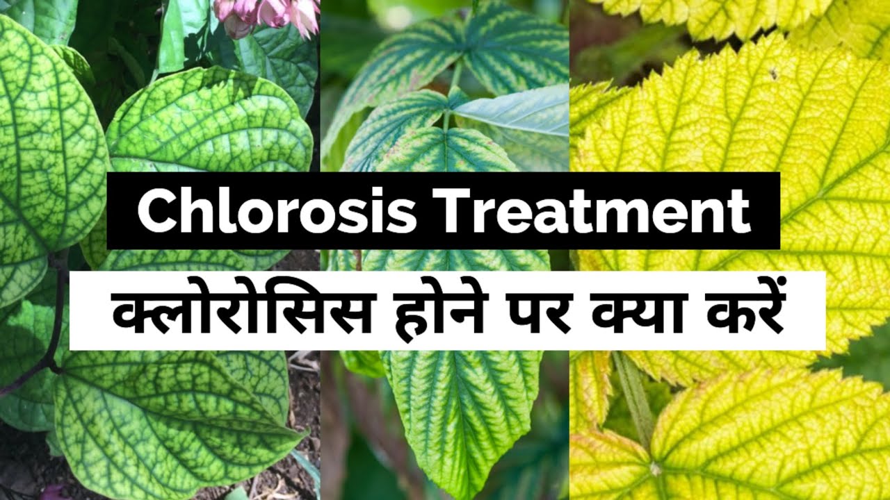 क्लोरोसिस क्यों होता है | Chlorophyll ki kami kayse door kare | chlorosis treatment #chlorophyll
