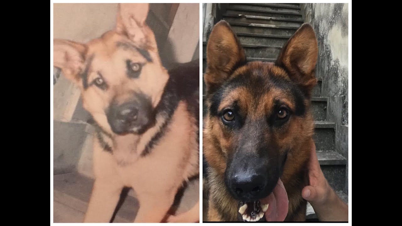 Cost il cane abbandonato a Campitello Matese e la straordinaria storia del suo ritrovamento.