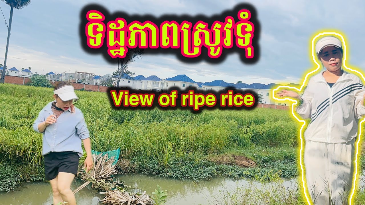 Visit the rice fields in Cambodia