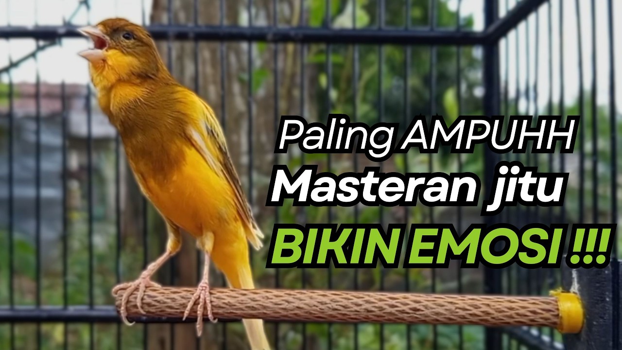 KENARI GACOR Cuit CUIT BIRAHI UNTUK PANCINGAN & MASTERAN Kenari PAUD AGAR BUNYI