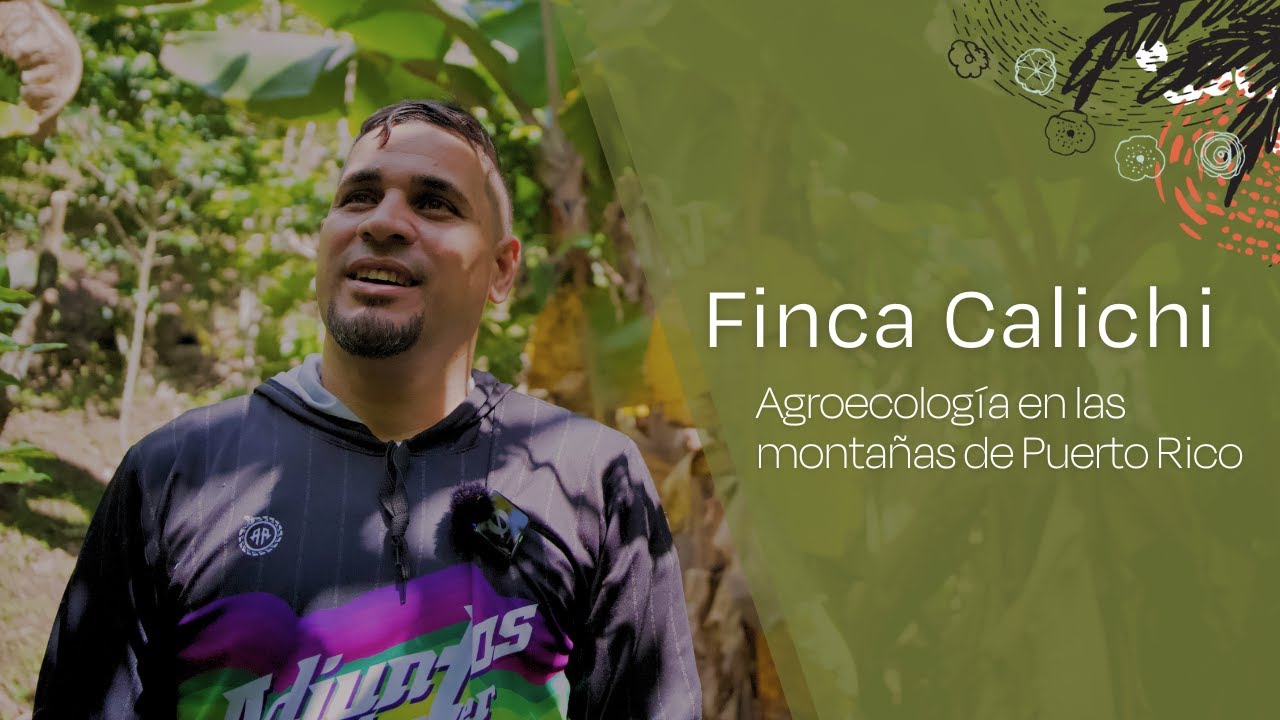 Finca Calichi | Agroecología en las montañas de Puerto Rico