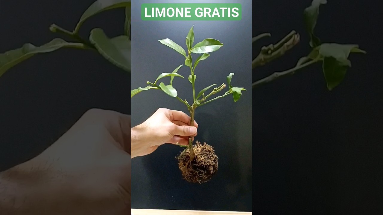 LIMONI GRATIS, ecco il modo pi&ugrave; semplice e veloce per avere piante di limone,partendo da rametti