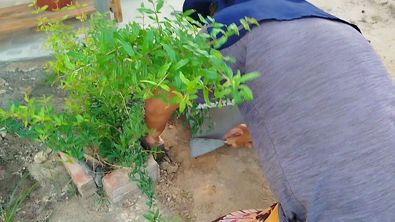 Olha o que usamos para refazer o canteiro #quintaldecasa #canteiro #plantas #marciabartoluzzi
