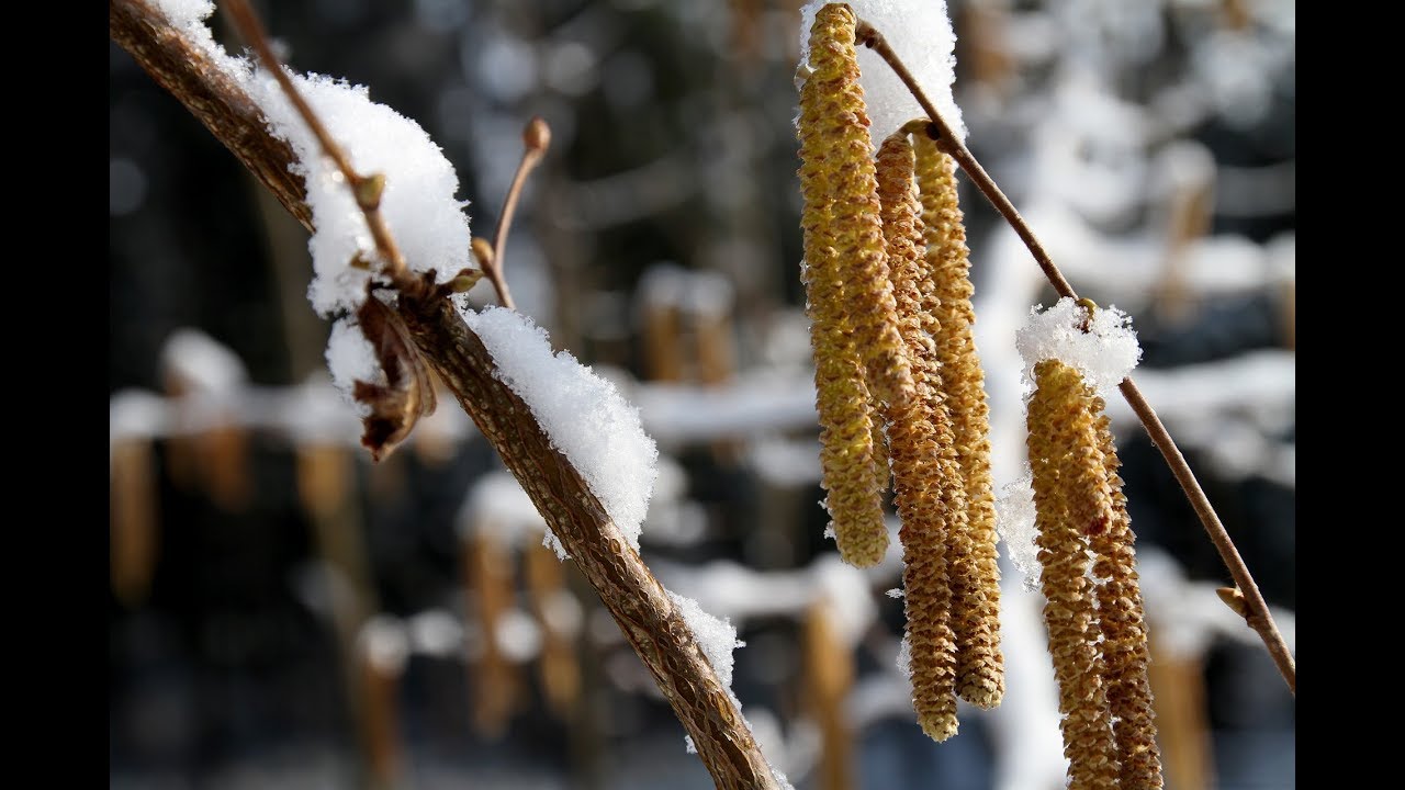 🌿Como hacer esqueje o estaquillado de avellano(Corylus avellana)🌿.