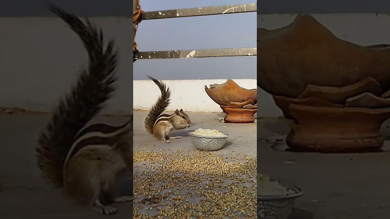 squirrel eating rice 🍚🐿 # squirrel eating food in my roof #my squirrel video # squirrel is my friend