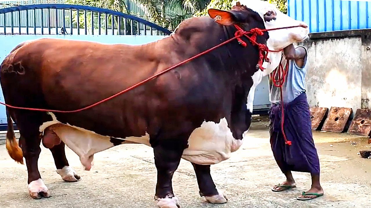 20 Huge Bulls of different breeds