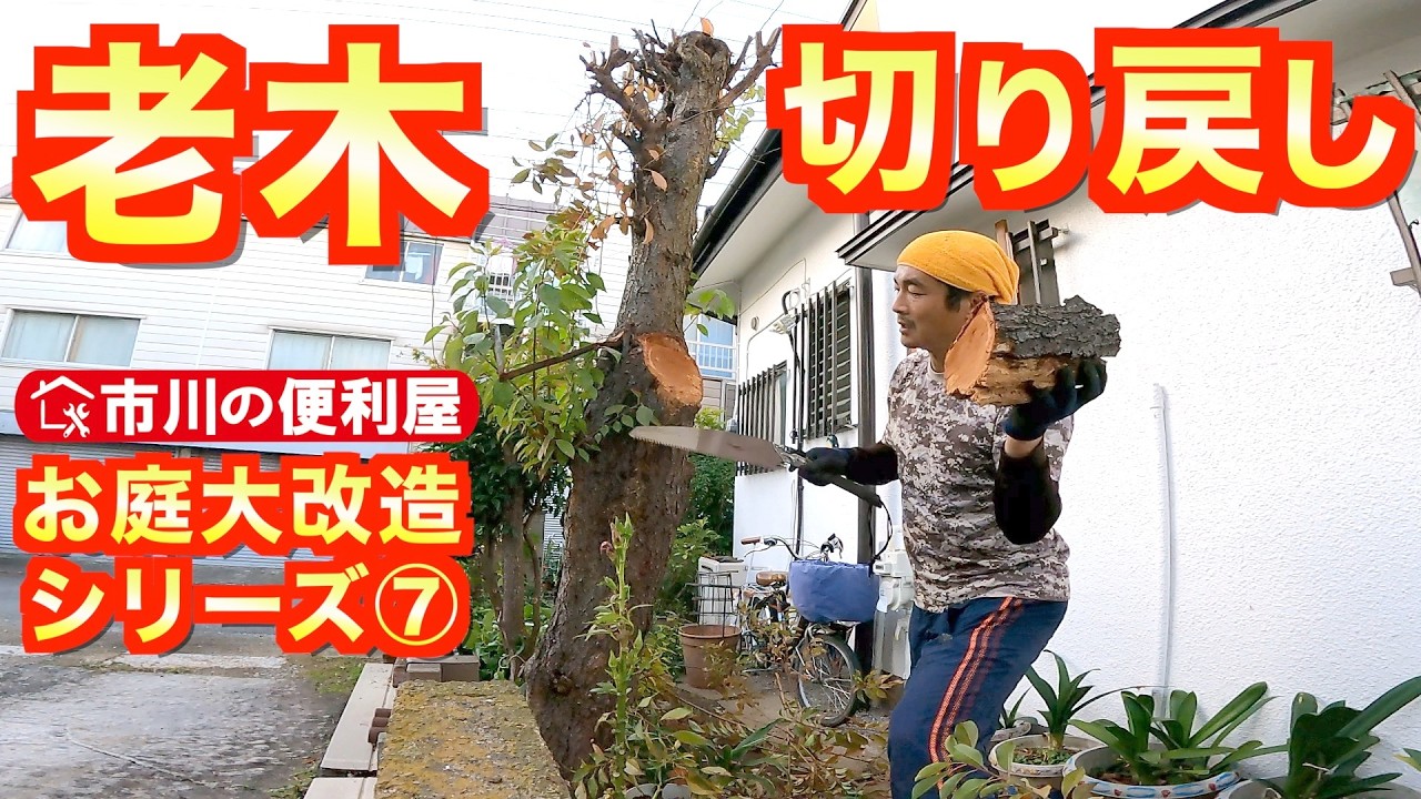 【老木切り戻し剪定】通路の花壇伐採🌲塀通気口調整🧱タイル敷き直し▓瓦礫埋め立て🏔️お庭大改造シリーズ⑦🏡｜千葉県市川市の便利屋！各作業料一覧、お問い合わせ先は概要欄をご覧下さい！