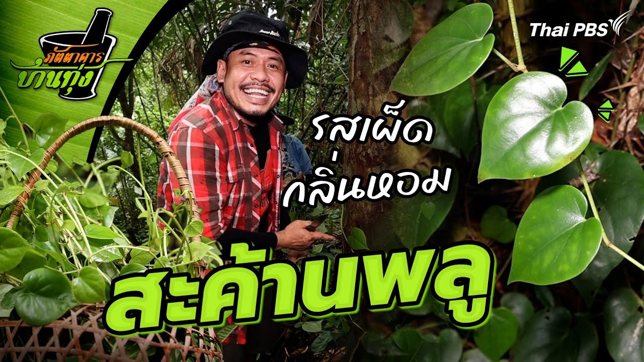 สะค้านพลู | ภัตตาคารบ้านทุ่ง