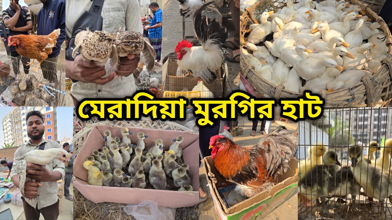 Meradiya chicken hat | বাচ্চা সহ দেশি মুরগি | দেশি মুরগিতে ভরপুর | ফেন্সি মুরগি | ফেন্সি মুরগির দাম