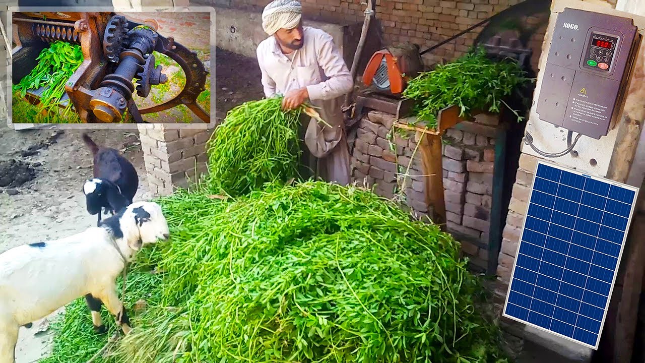 Solar Toka Machine Chaff Cutter 🌞 Cattle food making process | Animal Farming