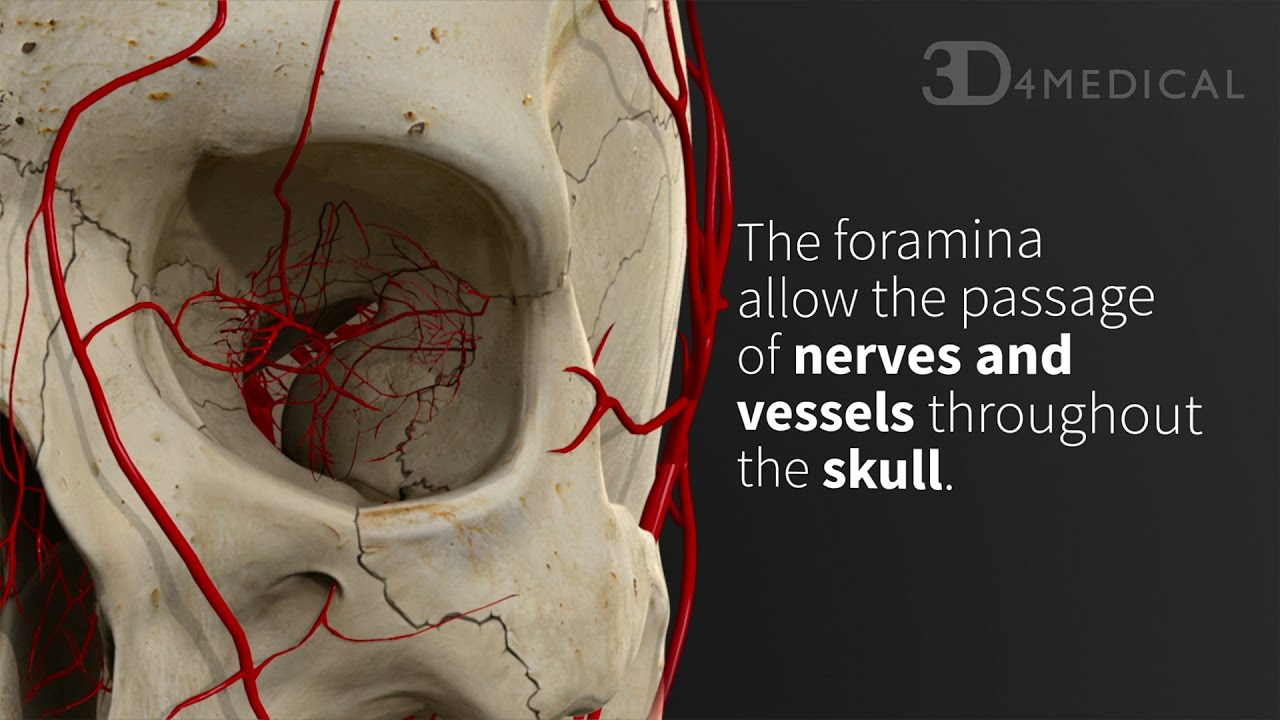 Foramina of the Skull | Animated Tutorial