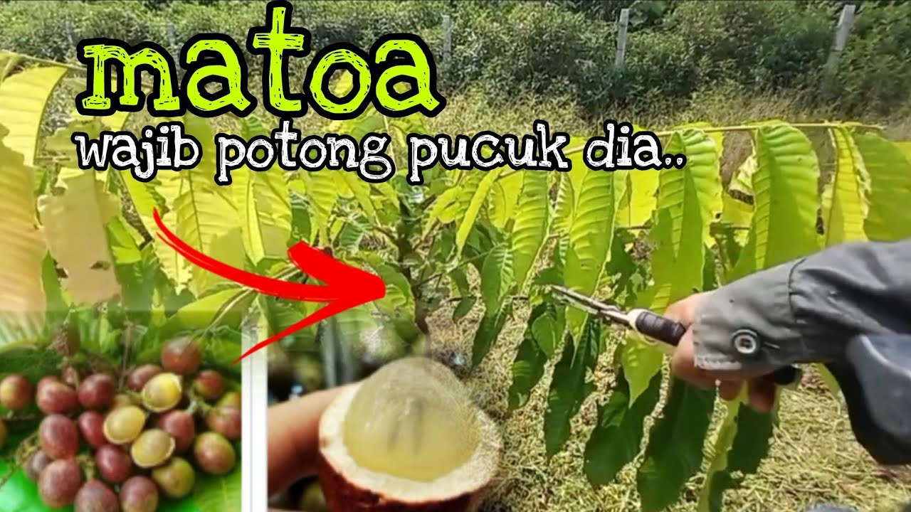 [Episod663] pengurusan pokok matoa / pokok kristal. ni cara buat dahan baru.