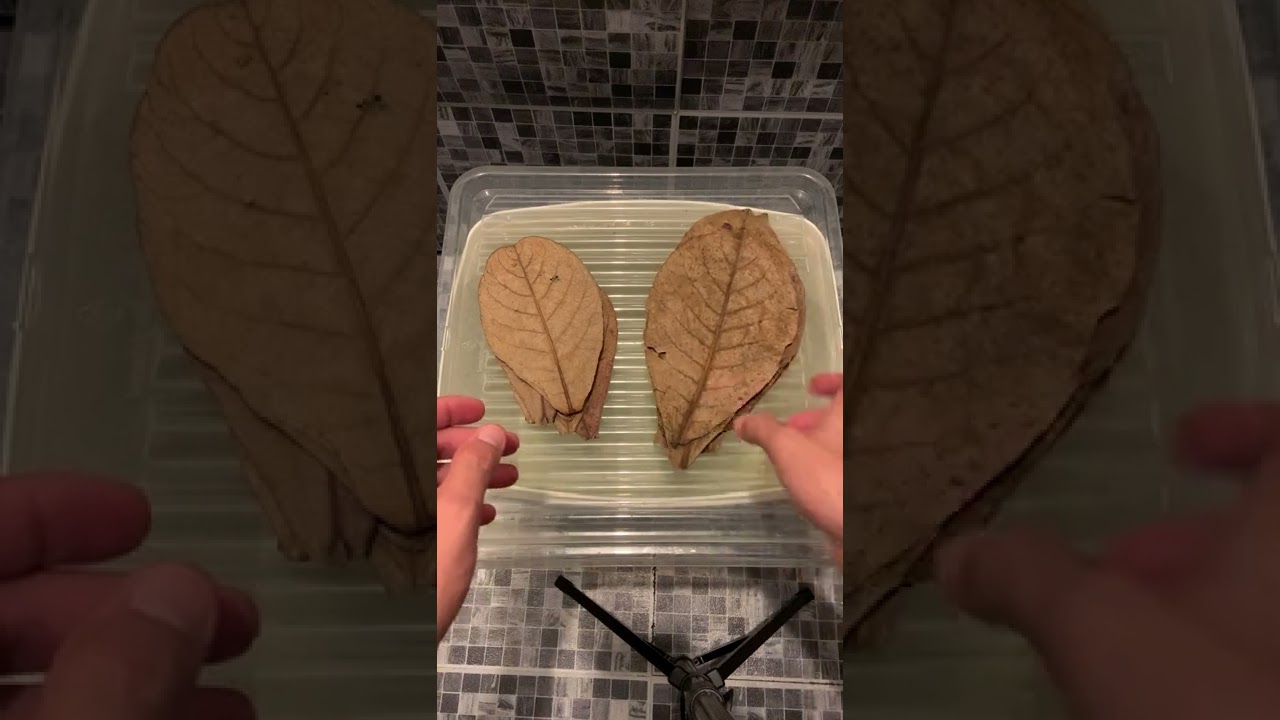 Feuille de CATAPPA