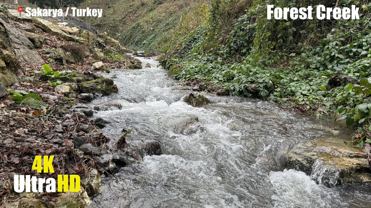 4K Flowing Stream in the Forest | 10 Hours Natural Water Sounds for Sleep & Relaxation