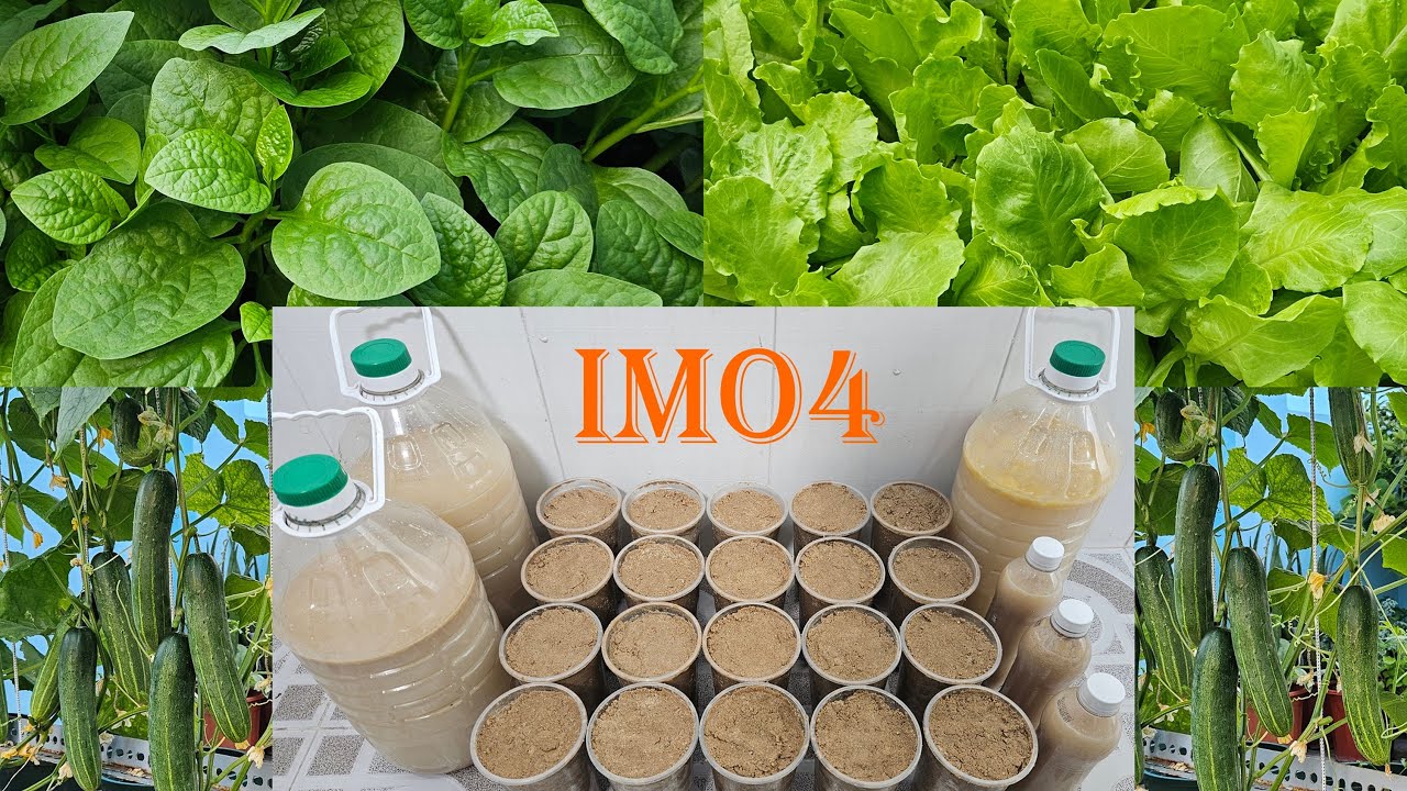 Tự làm Chế phẩm IMO4 sử dụng trong trồng rau cải hữu cơ