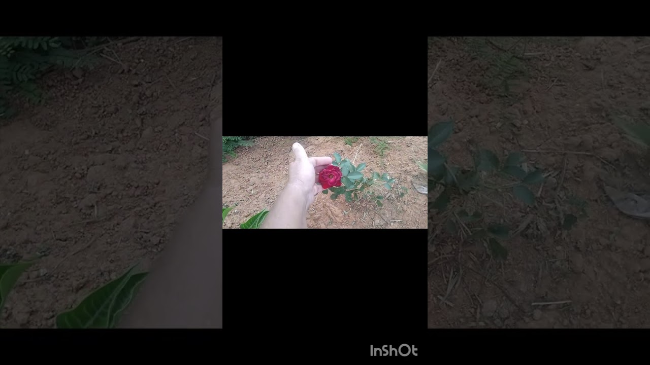 Rotina na roça,vida real,muito serviço 