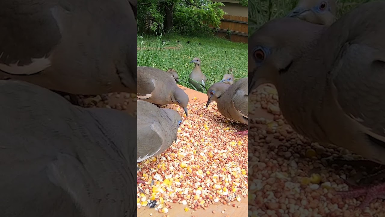 Stimulating Nature Videos for your Cat! Pet Entertainment HD #cattv #catlover #cat #birdsounds #bird