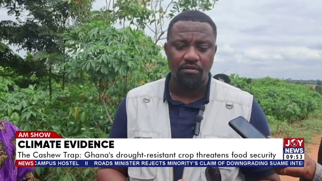 Climate Evidence - The Cashew Trap: Ghana's drought-resistant crop threatens food security