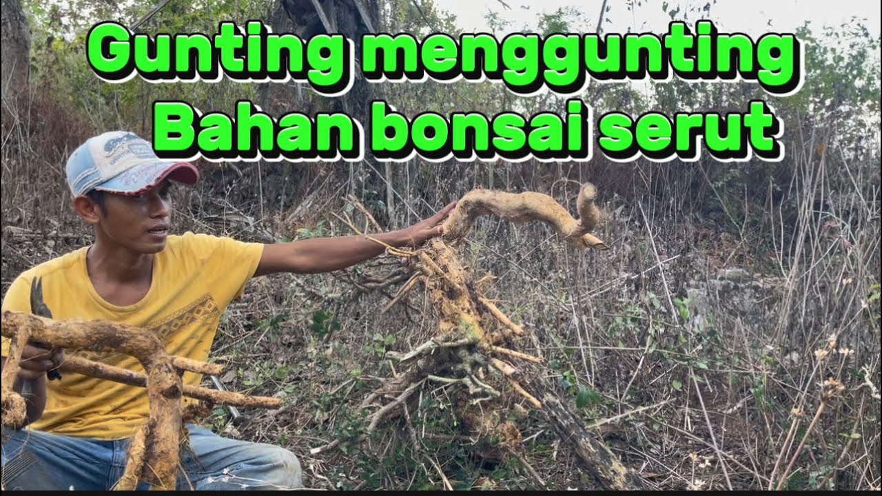 Gunting menggunting bahan bonsai serut liukan yang mewah