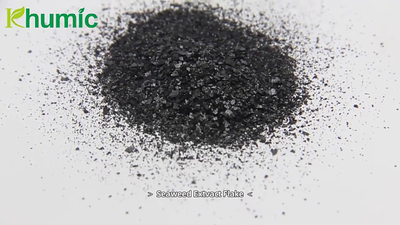 excellent solubility ascophyllum nodosum seaweed extract with high alginic acid