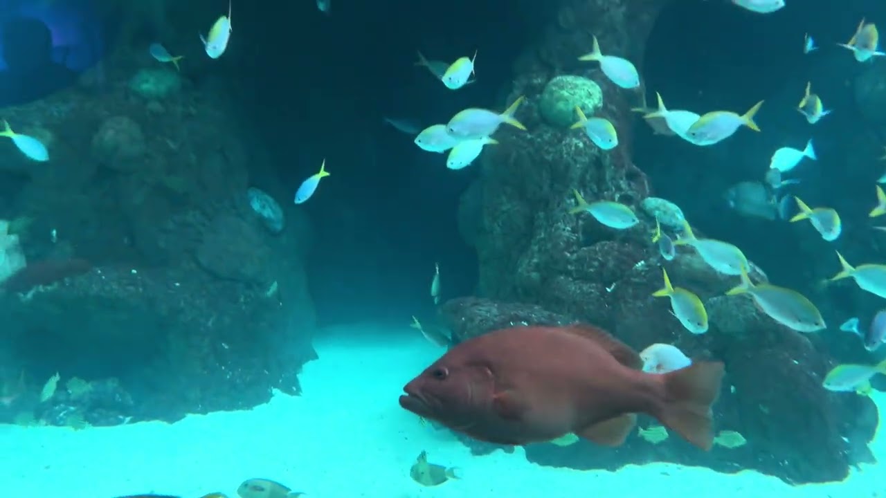 Spotted Eagle Rays, Humphead Wrasse, Emperor Red Snapper and tropical fishes
