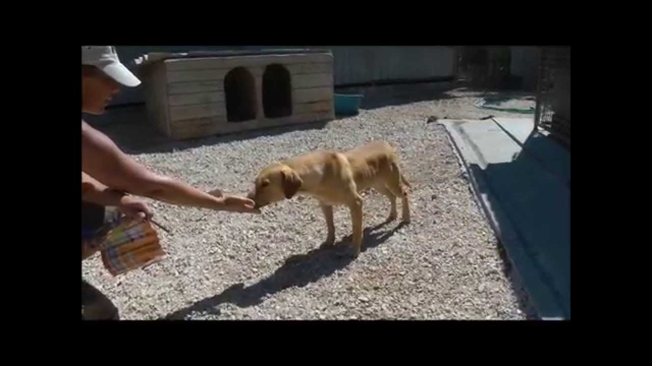 RAMBO nimmt sich Mut - Tierheim Siófok