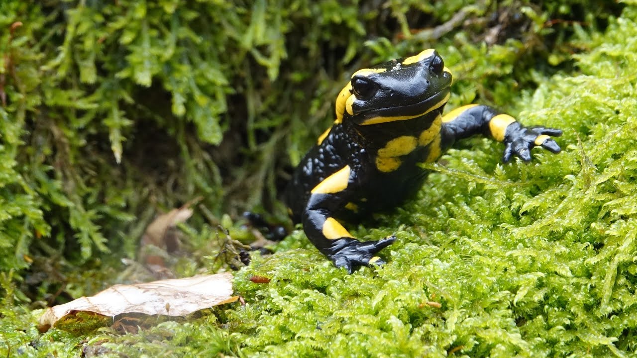 Mlok skvrnitý (Salamandra salamandra) v Brdech