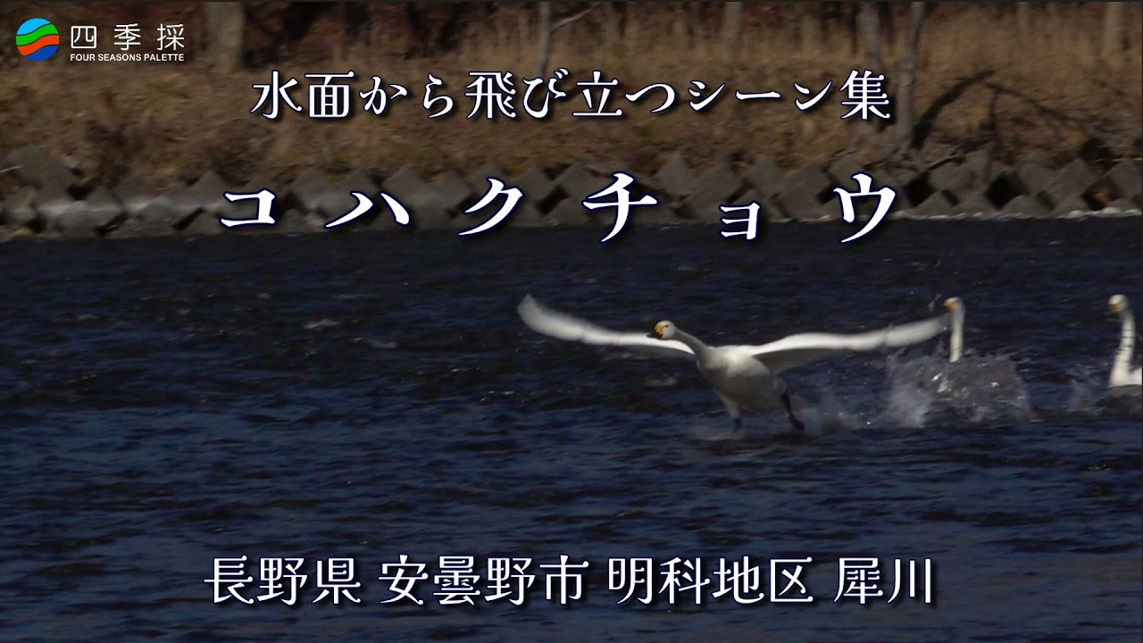 コハクチョウの水面から飛び立つシーン集｜純白な羽根を広げて飛び立つ優美なコハクチョウ｜そうだ野鳥観察行こうと言うことで今回はコハクチョウ