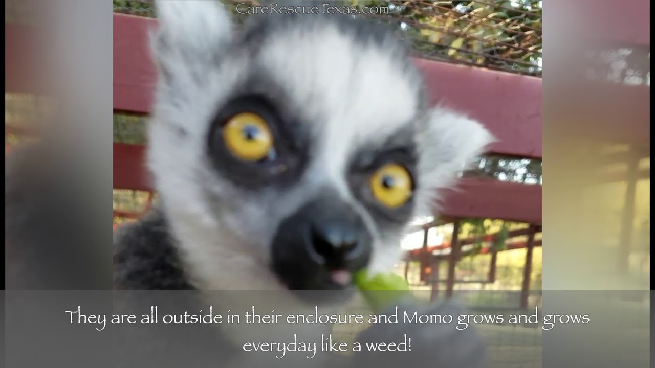CARE Baby Lemur Rescue - Momo's Story