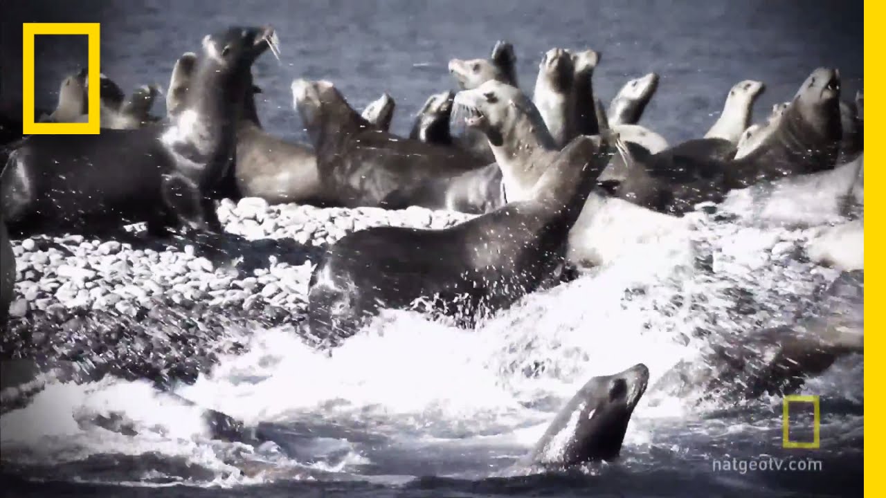 That Sharky Smell | Shark Men