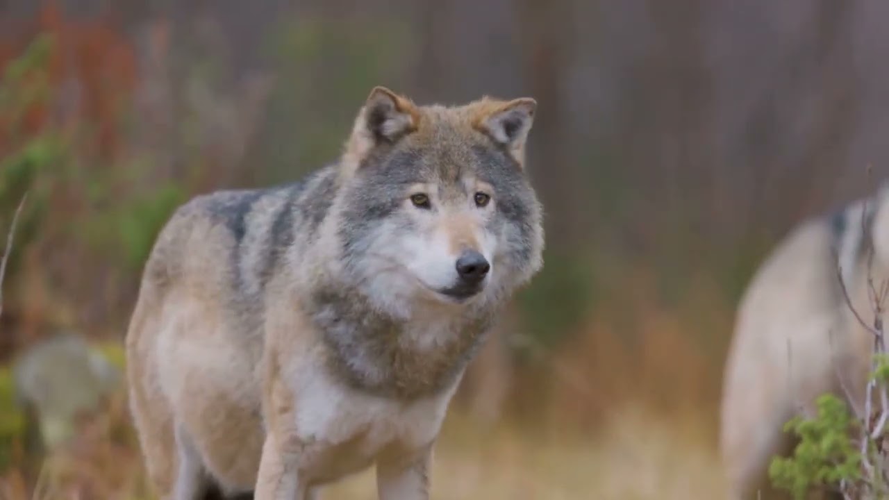 Wolves Canis lupus
