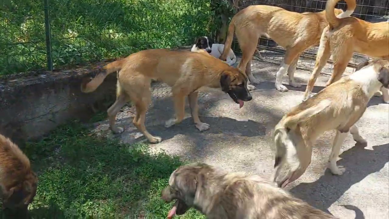 (Video 4) - L'IMPORTANZA DEL LEADER: Tutti in pista!  Pastore dell'Asia centrale da guardia