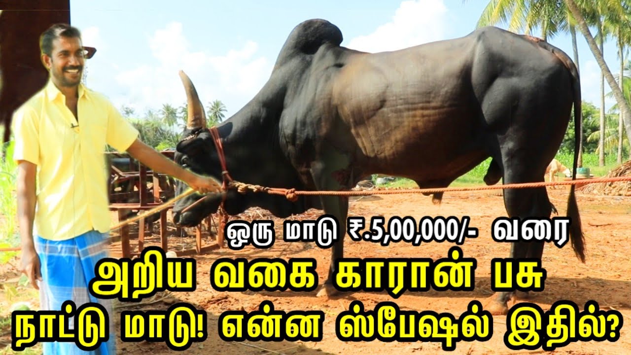 காராம் பசு நாட்டு மாட்டு பண்ணை ஒரு மாடு ரூ.5 லட்சும் ! அப்படி என்ன சிறப்பு ? Karam Pasu Farm