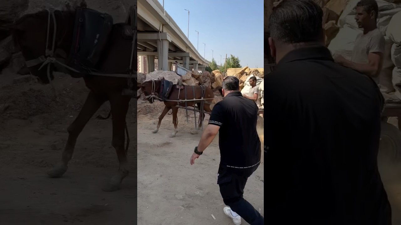 The owner of the horse was brutally broke this horse leg and twisted his tongue&hellip;It&rsquo;s heartbreaking💔