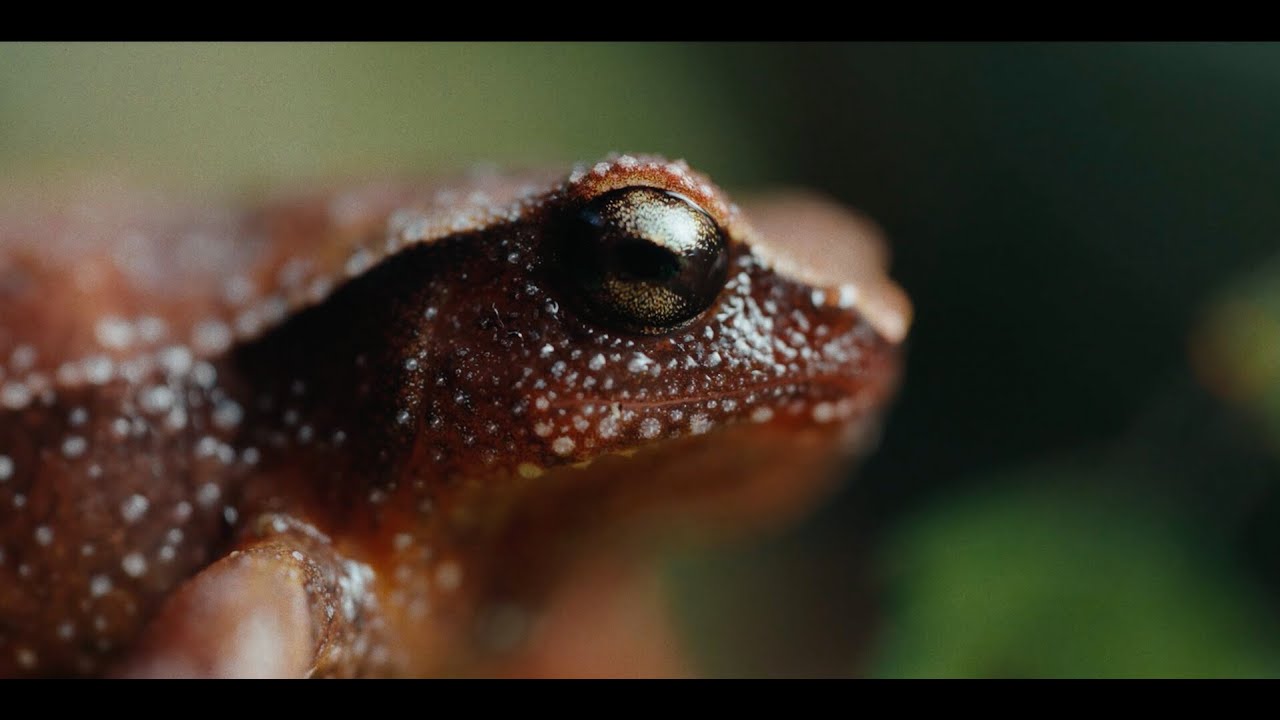Would you still love me if I was a Sticky Frog