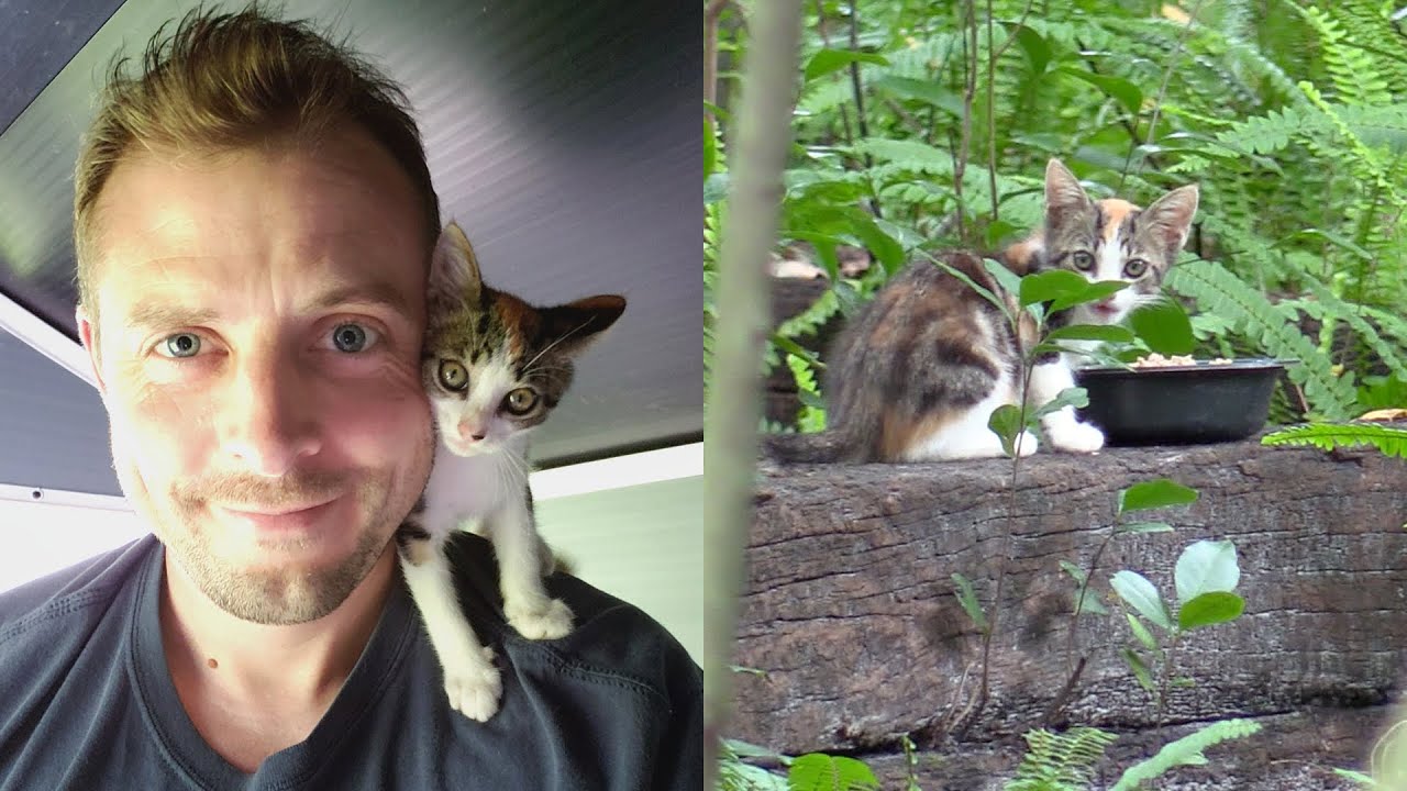 Kitten Dumped in Woods becomes Supurr Clingy!