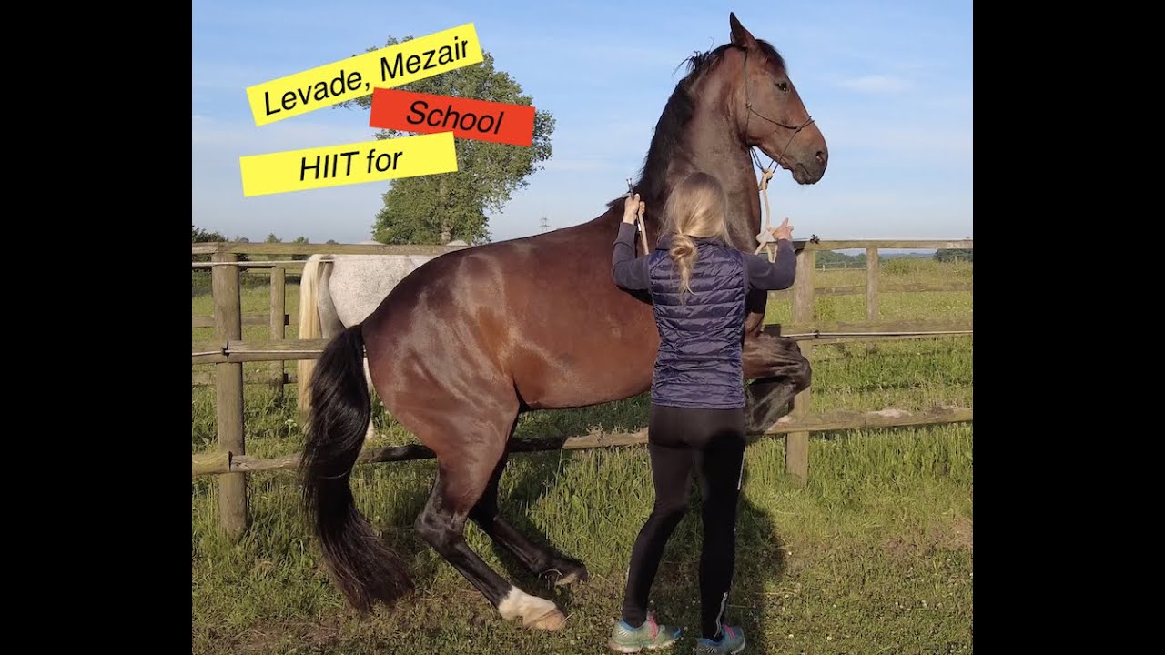 Levade, Mezair, School Halt and more - Ludwig's Morning HIIT for Horses Routine