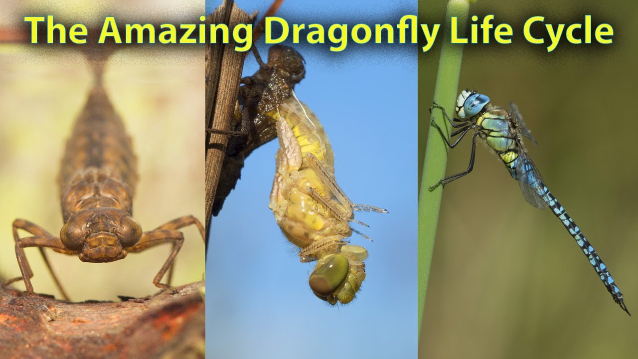 The Fascinating Life Cycle of Dragonflies: From Egg to Adult