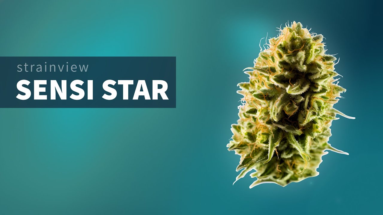 Sensi Star - StrainView