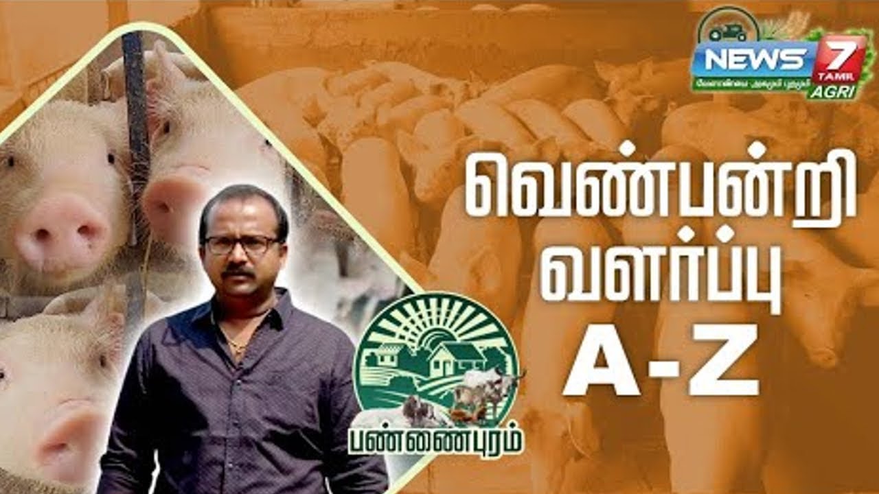பன்றி இறைச்சியின் மகிமை தமிழர்களுக்கு தெரிவதில்லை! விளைச்சலை அதிகரிக்கும் பன்றி சாணம்!