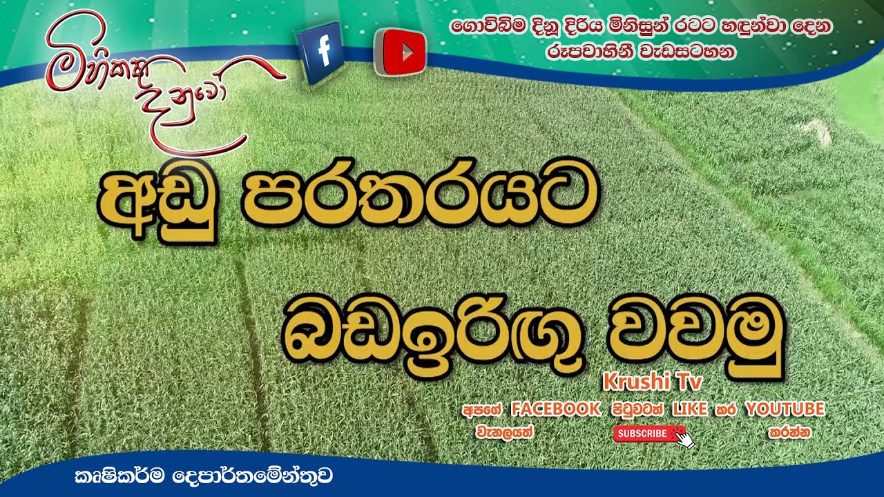 Mihikatha Dinuwo TV Program | අඩු පරතරයට බඩඉරිගු වවමු | 2021-08-06 | Krushi TV