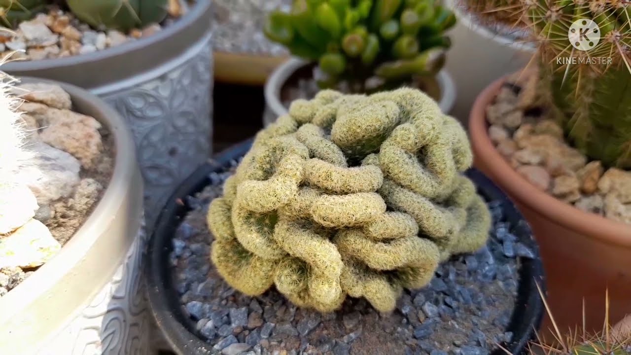 Cultivo a Sol Pleno Cactos# Suculentas# Rosasdodeserto#