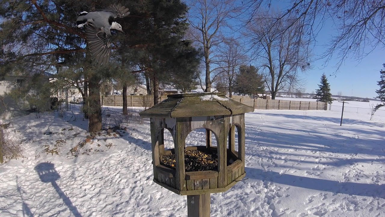 Backyard Birds 2-1-2026