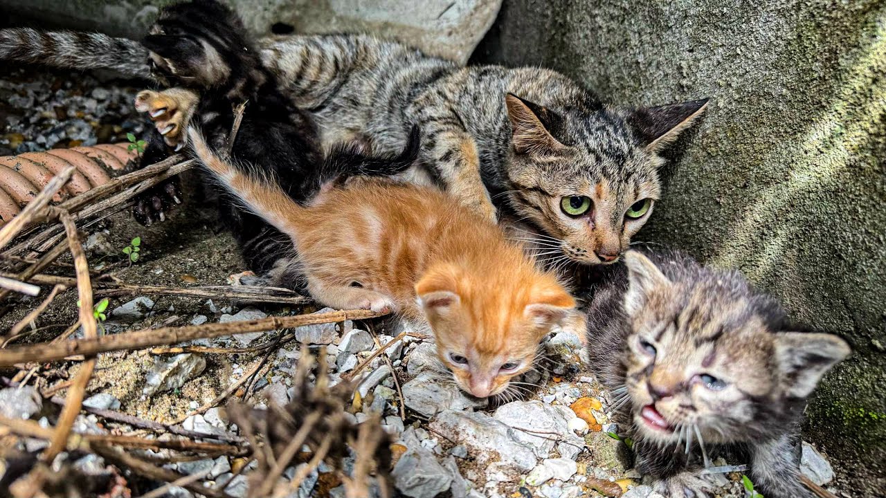 Life-Saving Rescue: Poisoned Mother Cat & Kittens Found in Storm Drain | Cat Care Guide