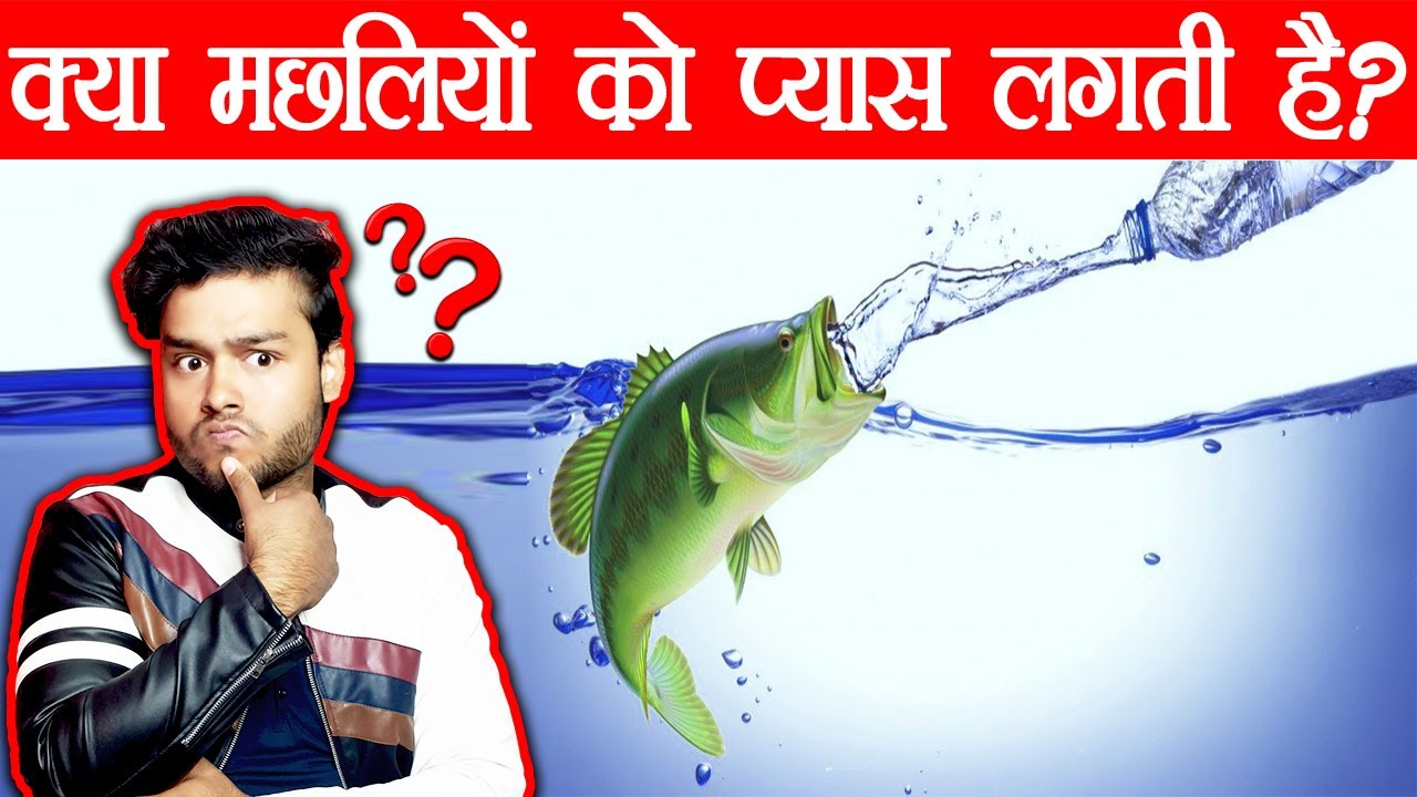 जवाब दो - क्या मछलियों को प्यास लगती है ? Scientific Osmosis of Fishes and Random Facts - TEF Ep 81