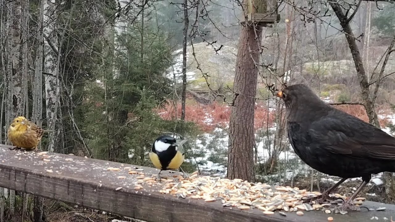 Peaceful Winter Morning at the Bird Buffet 