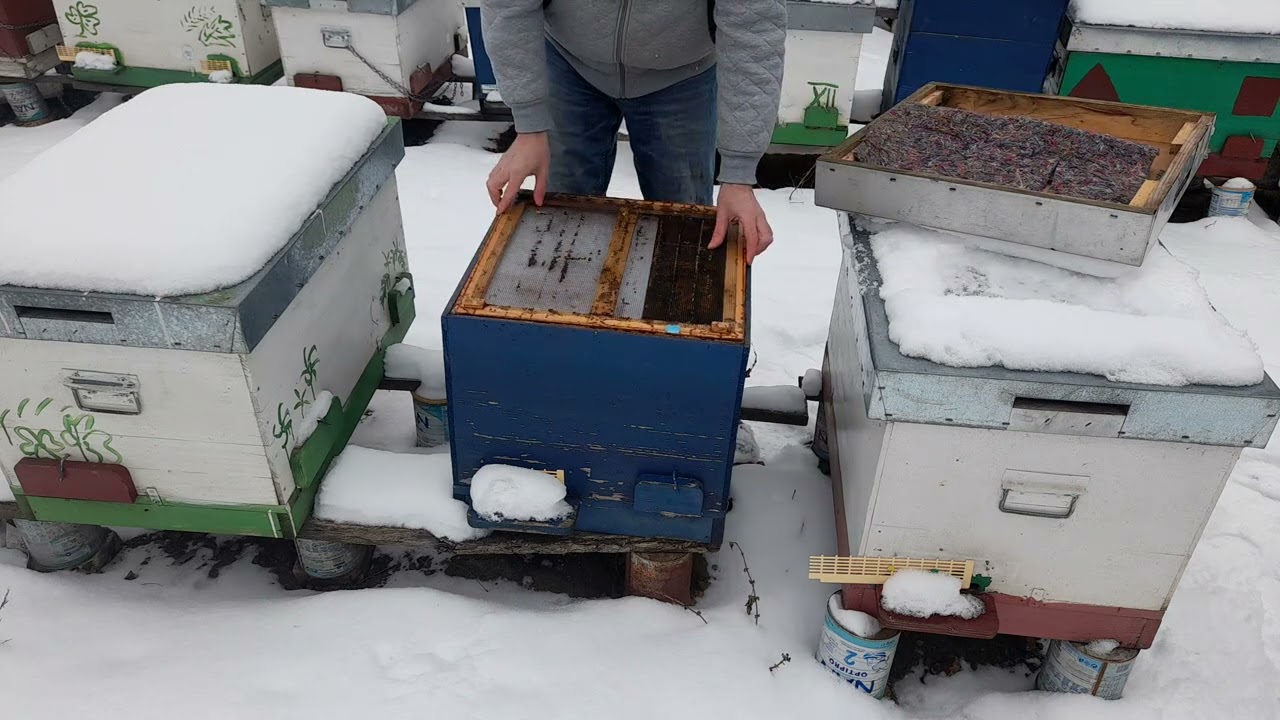 53 . Turtele pentru albine , necesitate si de ce trebuie puse . Mai ales cand este GER .