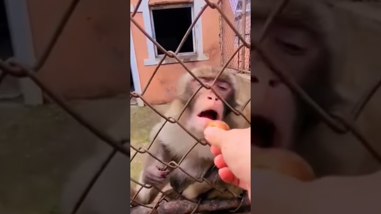 Angry monkey. just kidding ll Monkey is angry in the cage # viral#short#video#reel#viral reel